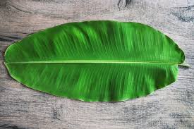 banana leaves 